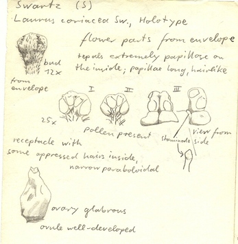 Vorschaubild Nectandra coriacea (Sw.) Griseb.